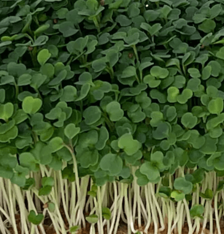 Arugula Microgreens