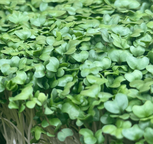 Waltham Broccoli Microgreens