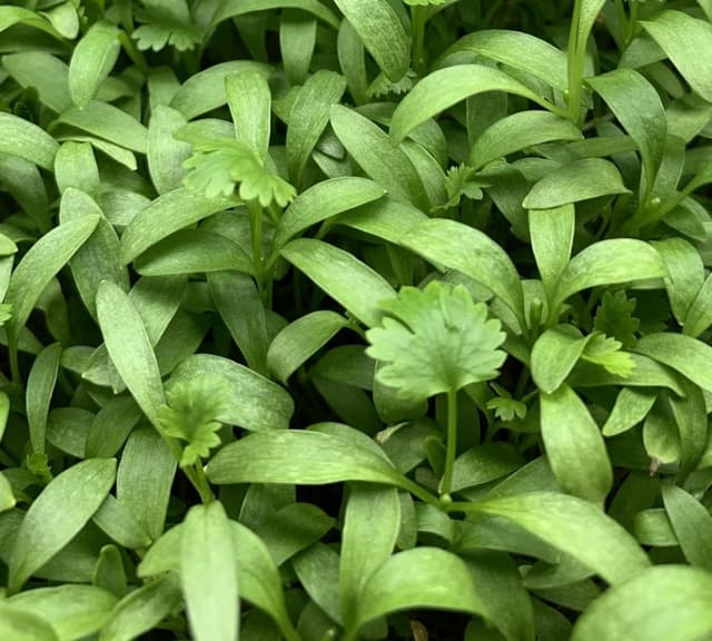 Cilantro Microgreens