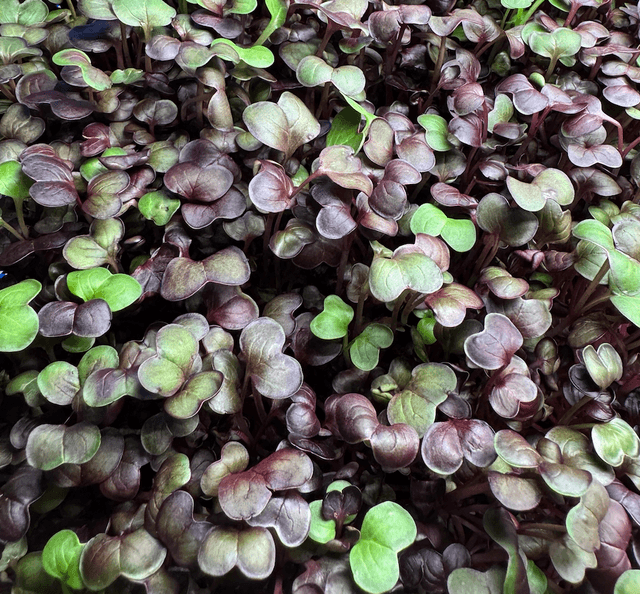 Red Rambo Radish