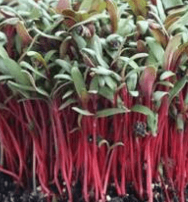 Ruby Red Swiss Chard