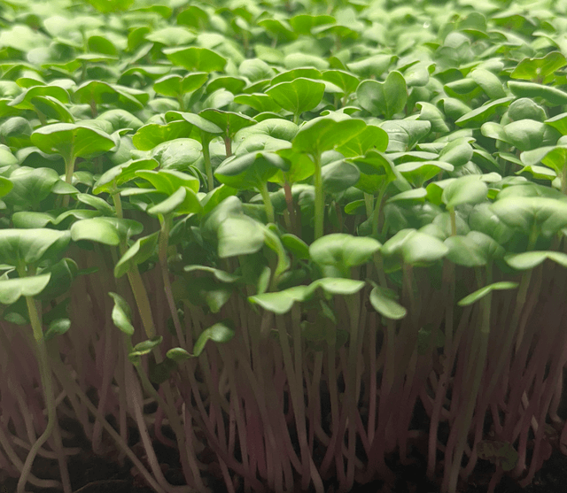 Triton Radish Microgreens